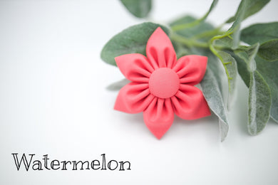 Watermelon Daisy